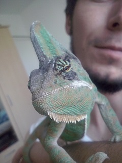 MyReptiles